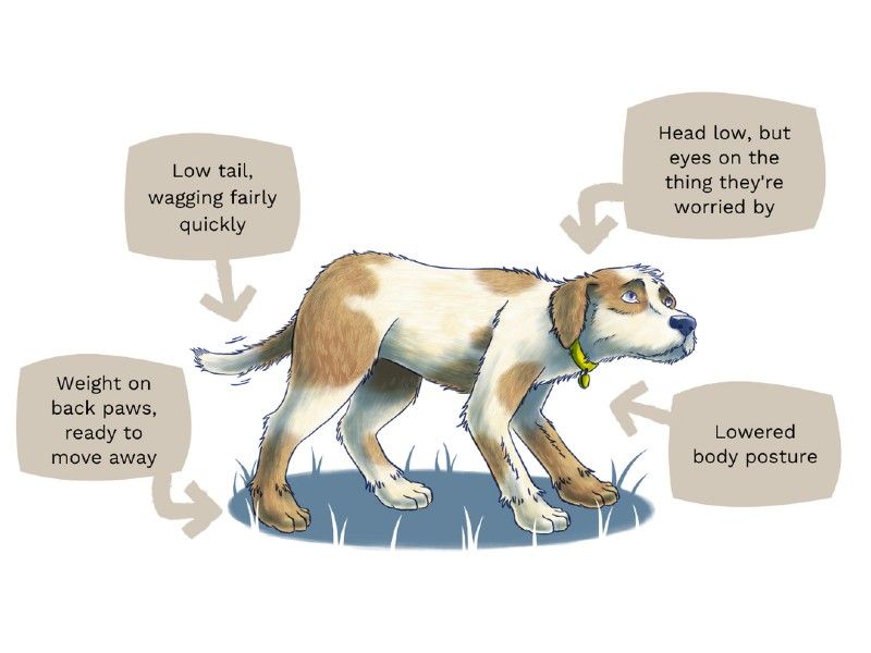 Signs of Stress In Dogs | Anxious Dogs | Dogs Trust